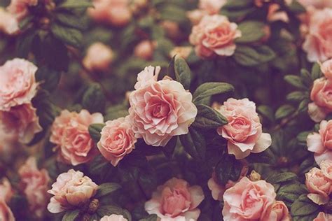 vintage flower background.